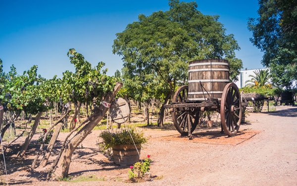Vineyards in Medoza medoza blog size