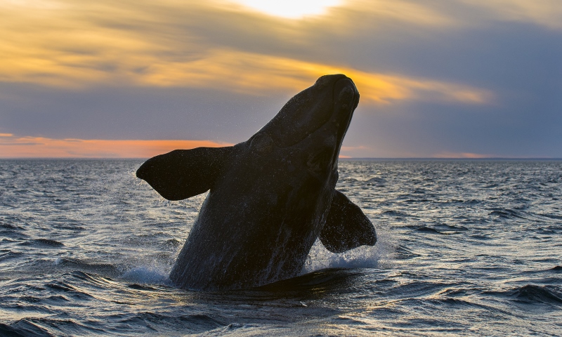 Humpback whale Be prepare to live magical moments