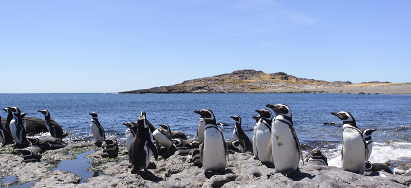 A colony of Magellanic penguins A colony of Magellanic penguins in Patagonia